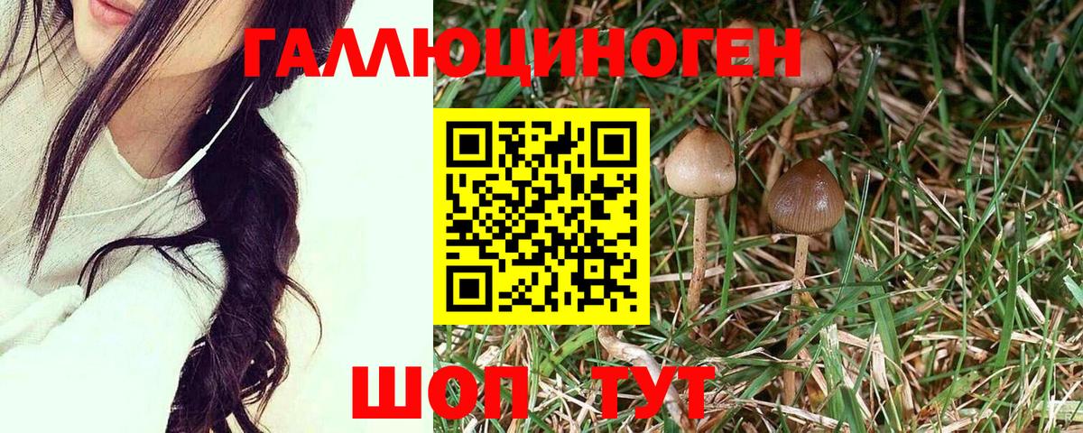 Псилоцибиновые грибы Psilocybine cubensis Егорьевск
